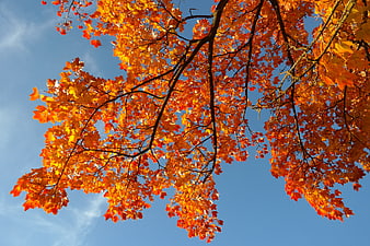 Vibrant Autumn Maple Leaves Against Clear Blue Sky