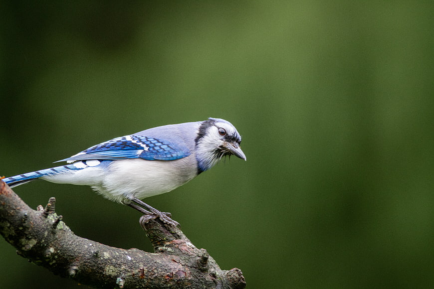 Blue Jay Perched on Branch with Green Background