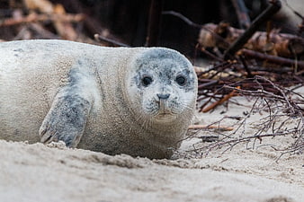 Cute Gray Seal Pup Resting on Sandy Beach