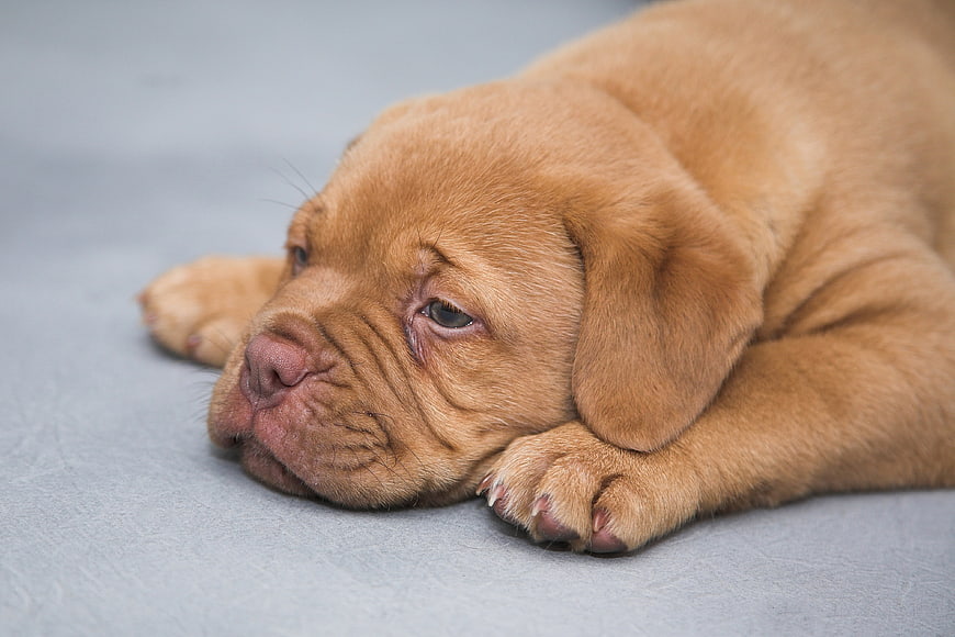 Sleeping Bordeaux Dog Puppy On Gray Background