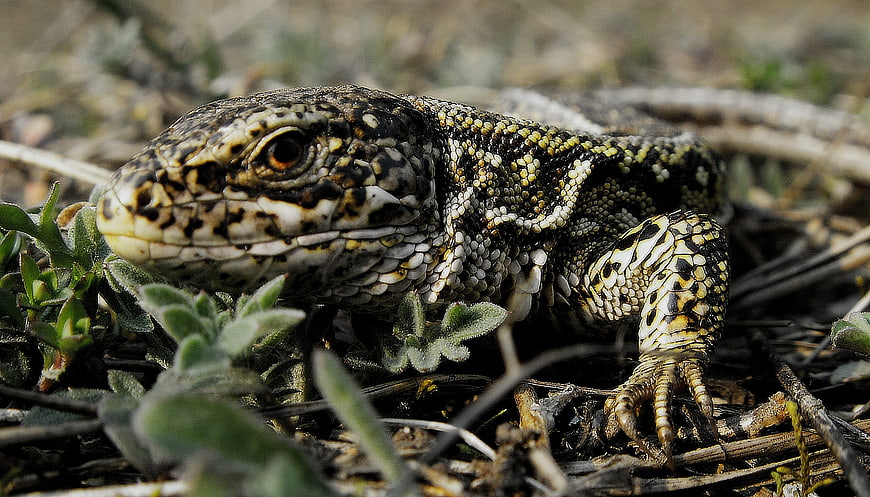 Close-up of a patterned lizard in natural habitat
