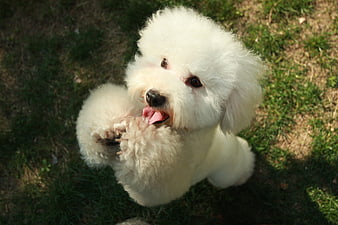 Cute White Bichon Frise Dog Sitting on Grass