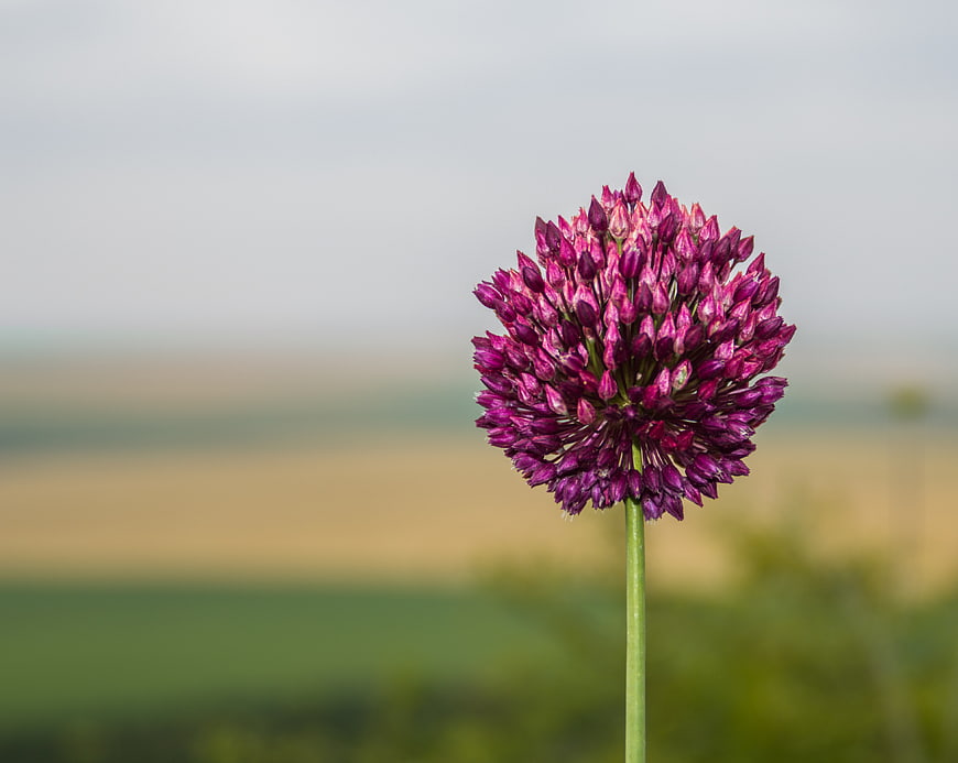 Purple Allium Flower Head Against Blurred Landscape Background