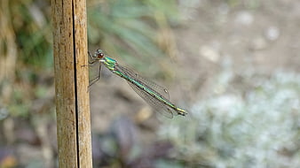 Green Damselfly Perched on a Wooden Stick