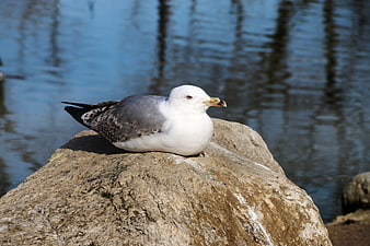 Seagull resting on a rock by the water