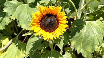 Vibrant yellow sunflower blooming in a sunny garden