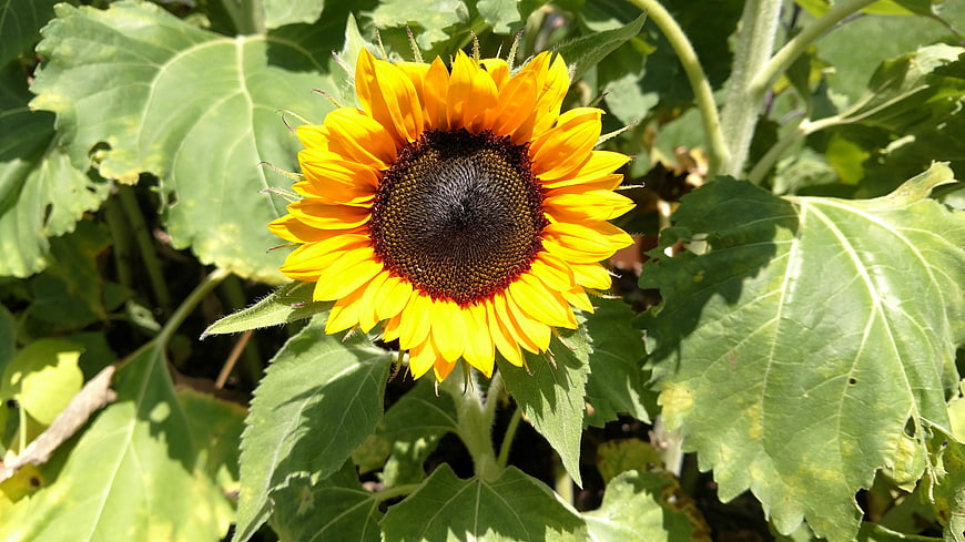 Vibrant yellow sunflower blooming in a sunny garden