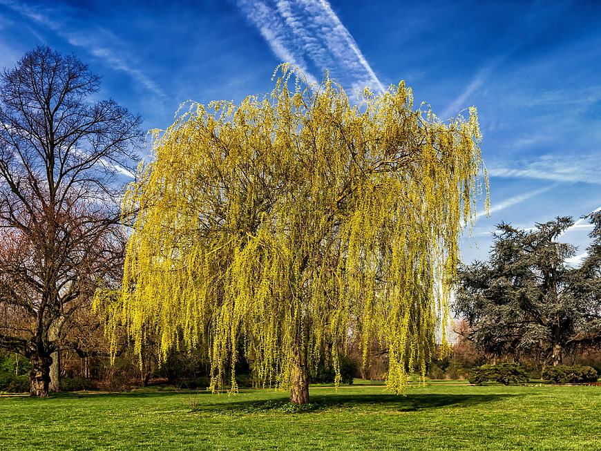 Golden Weeping Willow Tree in Spring Park Landscape