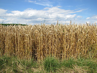 Golden Wheat Field Under Blue Sky with White Clouds