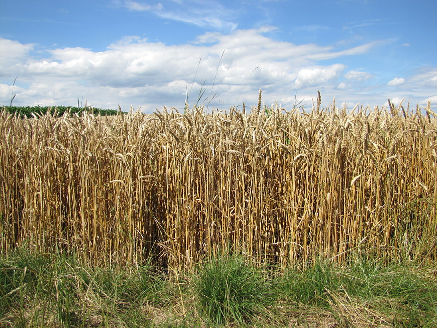 Golden Wheat Field Under Blue Sky with White Clouds