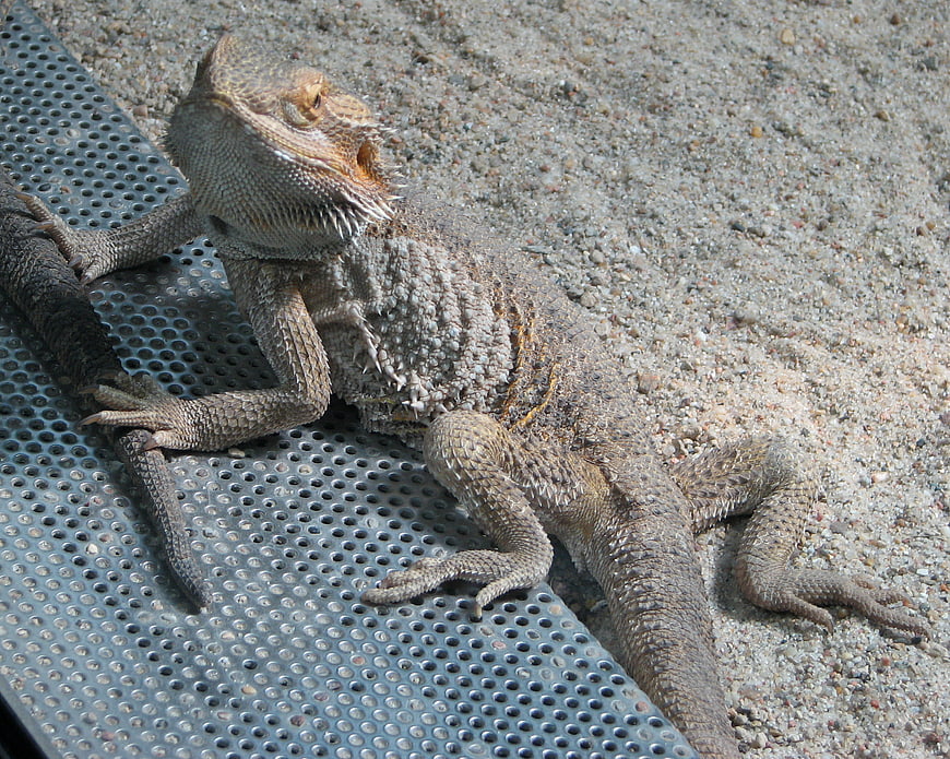 Bearded Dragon Lizard Resting on Perforated Metal Surface