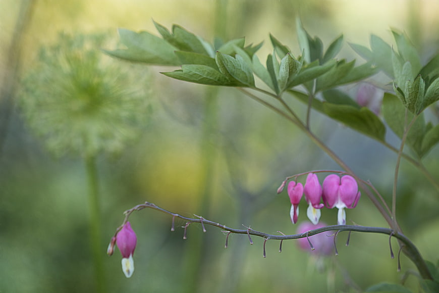 Pink Bleeding Heart Flowers in a Garden