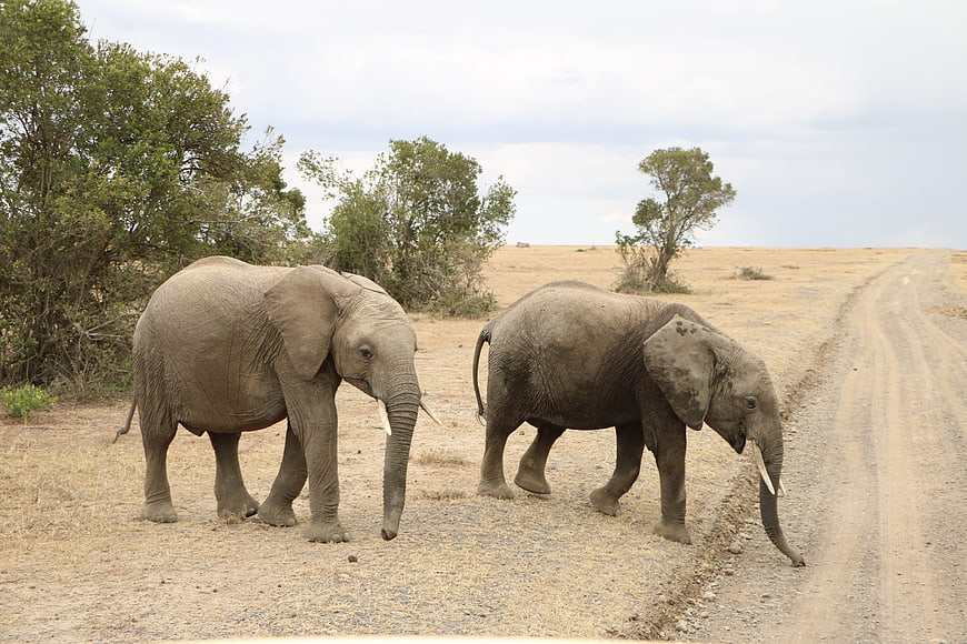 Two African Elephants Walking on a Dusty Safari Road