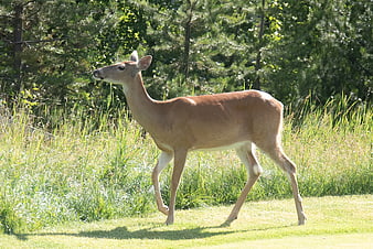 White-tailed deer walking on a sunny golf course