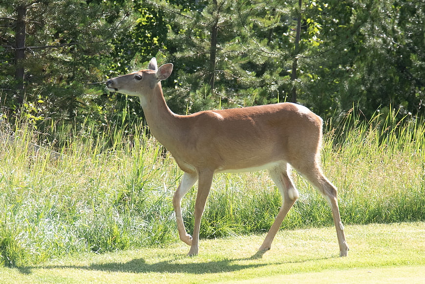 White-tailed deer walking on a sunny golf course