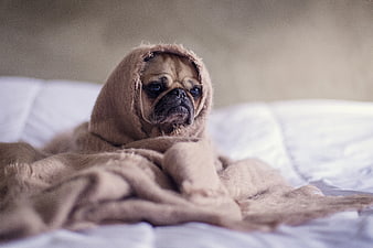 Sad Fawn Pug Wrapped in Brown Blanket on Bed