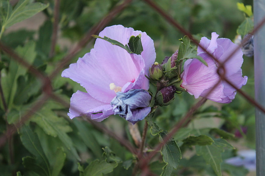 Pink Hibiscus Flowers Blooming Behind a Chain Link Fence