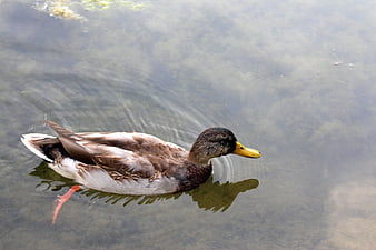Mallard Duck Swimming in Clear Lake Water