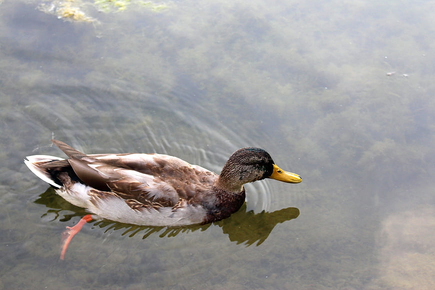 Mallard Duck Swimming in Clear Lake Water