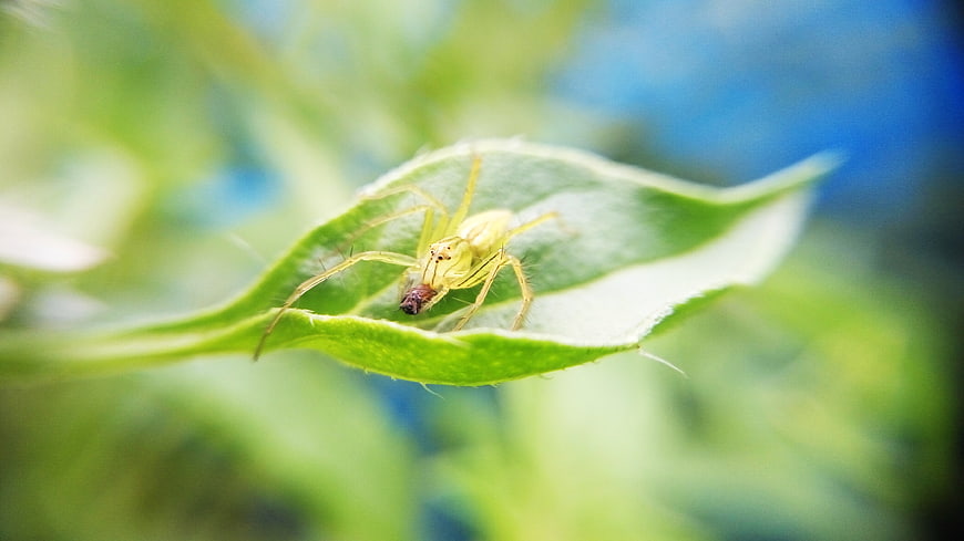 Green Spider Eating Insect on Leaf Macro Nature