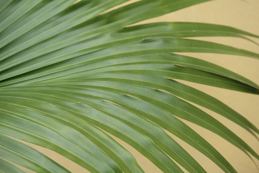 Close-up of green palm leaf on beige background