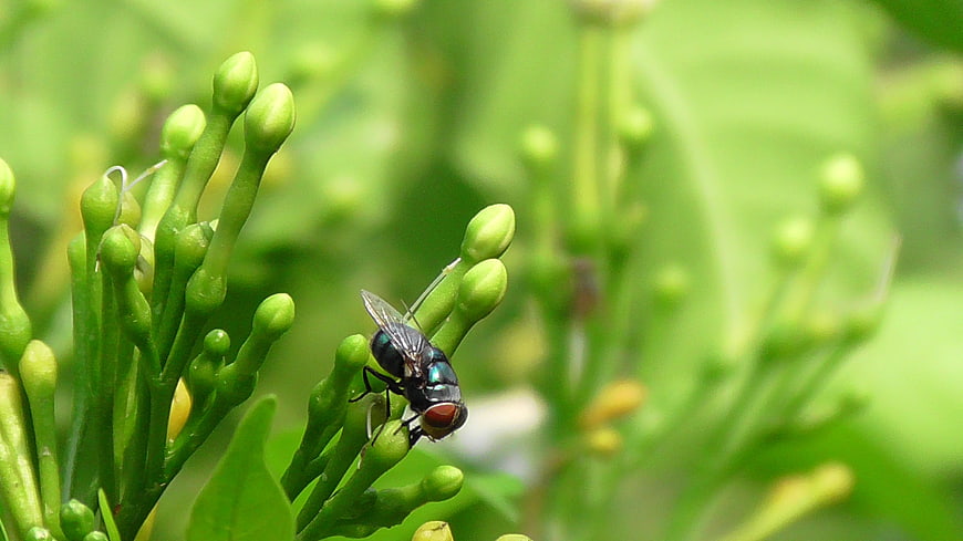 Close-up of a Blue Bottle Fly on Green Flower Buds