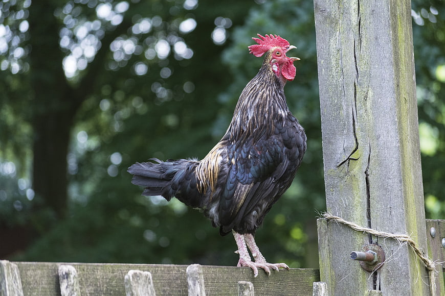 Rooster crowing on wooden fence post in farm setting