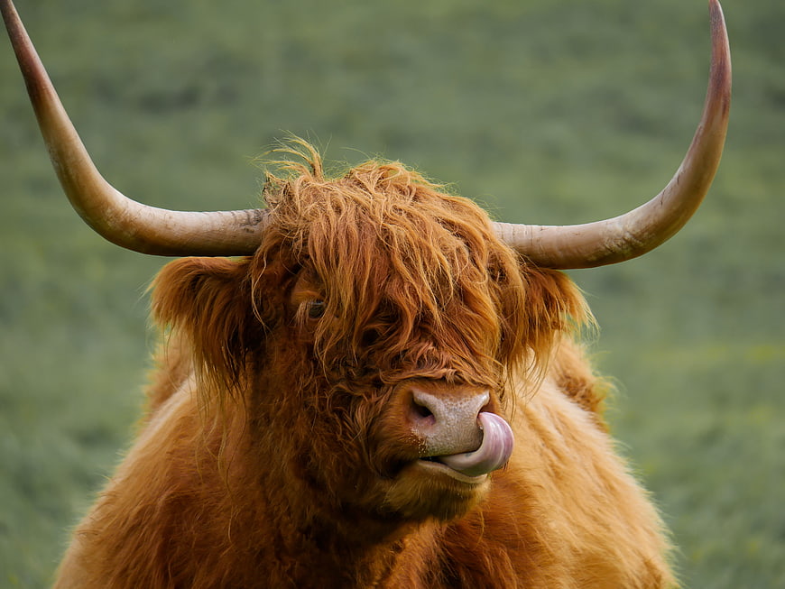Close-up portrait of a shaggy Highland cow with tongue out