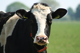 Close-up portrait of a black and white dairy cow in a green pasture