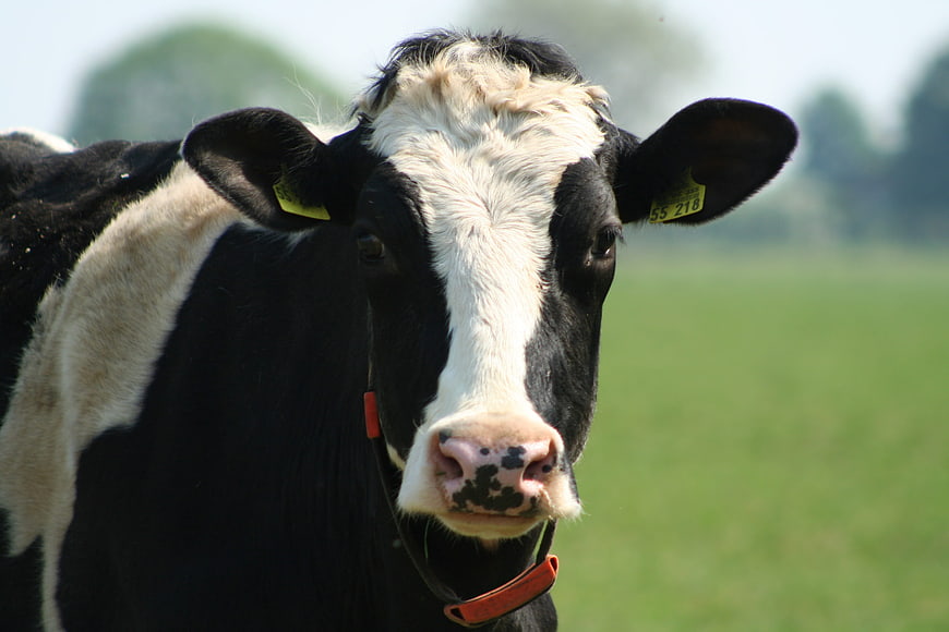 Close-up portrait of a black and white dairy cow in a green pasture