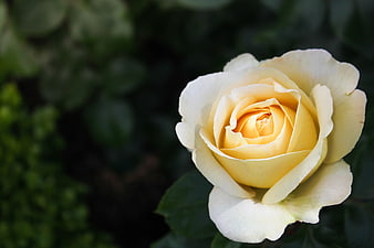 Close-up of a beautiful yellow rose bloom in a garden