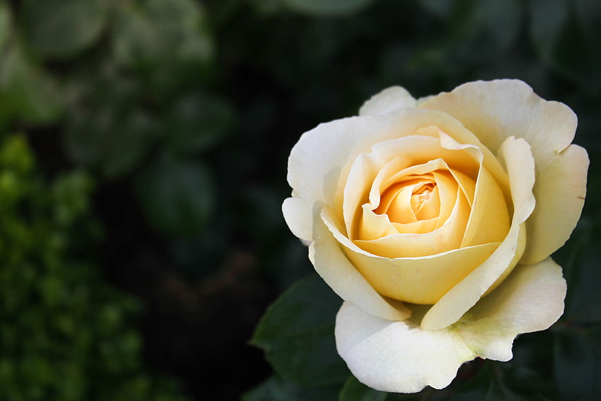 Close-up of a beautiful yellow rose bloom in a garden