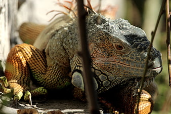 Close-up of a Green Iguana Resting on a Branch