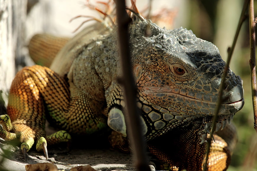 Close-up of a Green Iguana Resting on a Branch