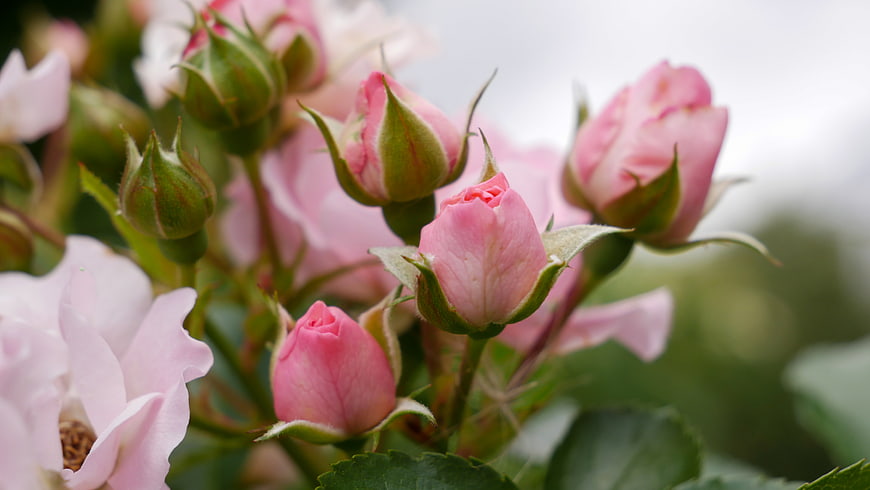Close-up of delicate pink rose buds in a garden
