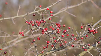 Red Rowan Berries on Bare Branches in Winter