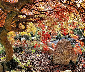 Vibrant Japanese Maple Tree in Autumn Garden with Rocks