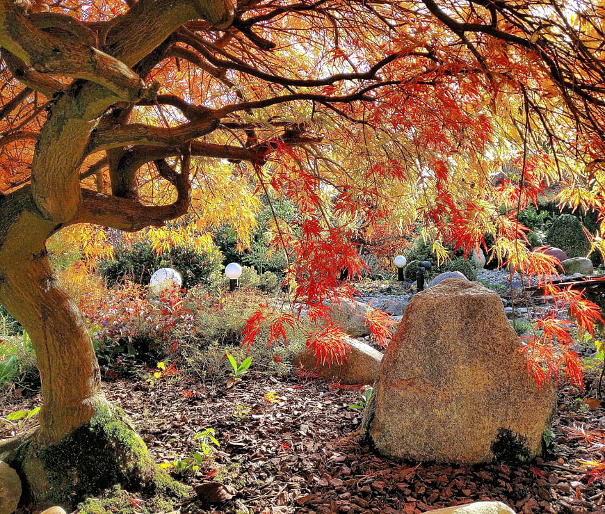 Vibrant Japanese Maple Tree in Autumn Garden with Rocks