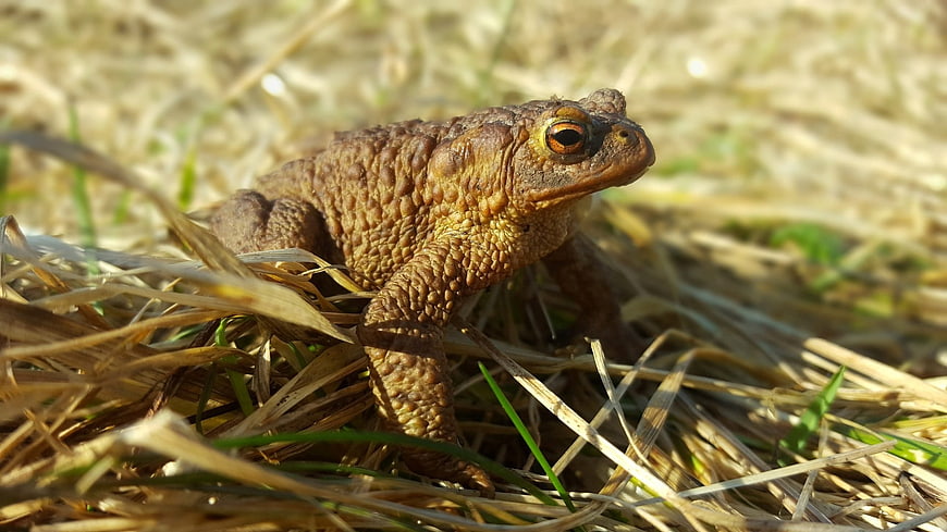 Close-up of a Common Toad in Dry Grass