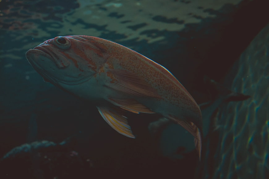 Orange Rockfish Swimming Underwater in Aquarium
