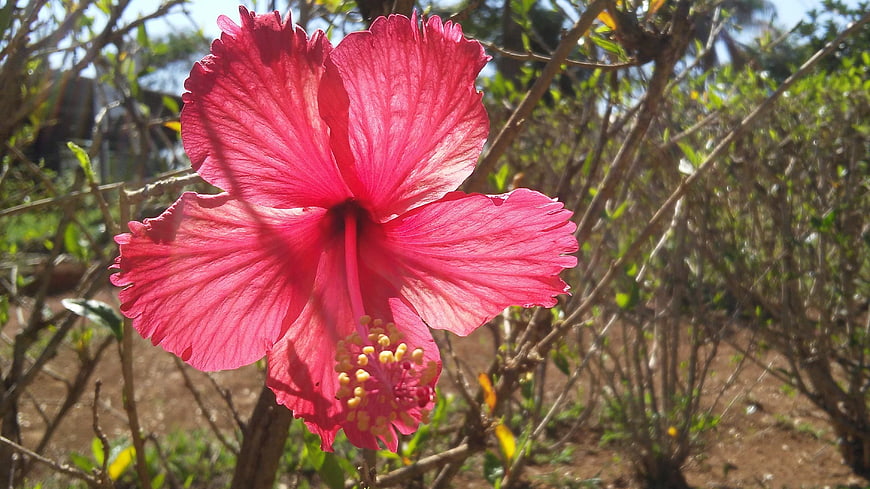 Vibrant Pink Hibiscus Flower in Sunlight