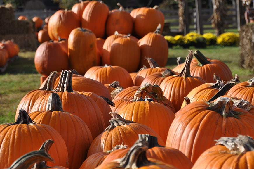 Pile of orange pumpkins at a fall harvest farm