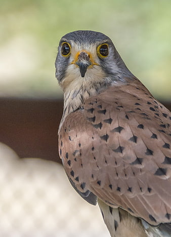 Close-up portrait of an American Kestrel falcon