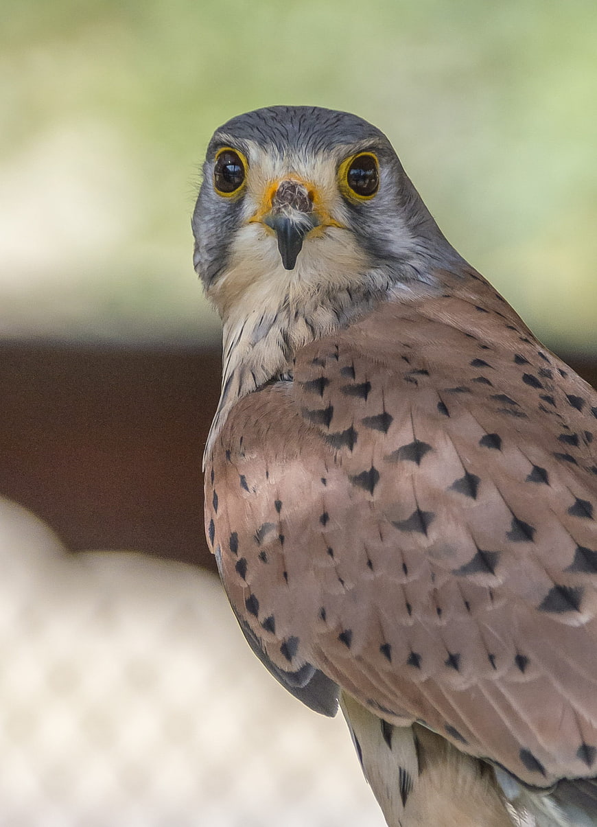 Close-up portrait of an American Kestrel falcon
