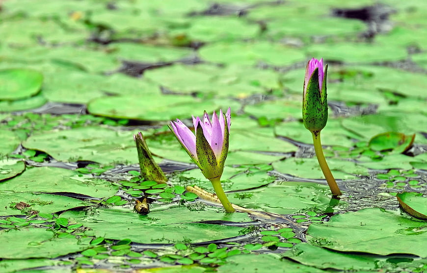 Pink Water Lily Blooming Among Green Lily Pads in Pond
