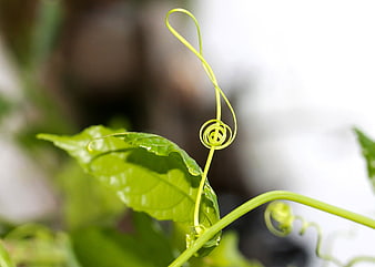 Green Plant Tendril Spiral Close Up Nature Macro