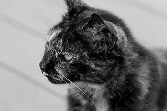 Black and white close-up of a tortoiseshell cat profile