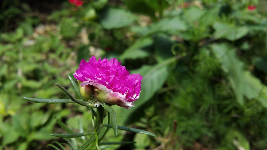 Vibrant Pink Moss Rose in Green Garden