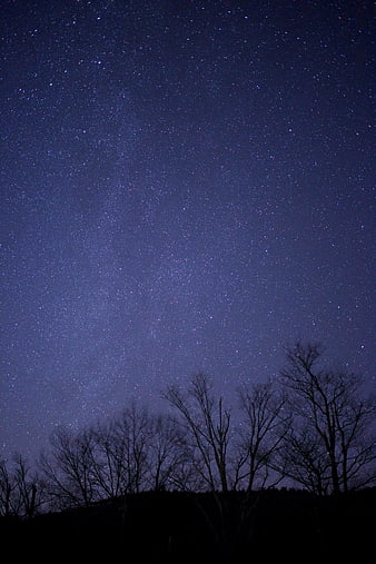 Silhouette of bare trees against a starry night sky