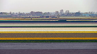 Colorful horizontal stripes of tulip fields in spring landscape